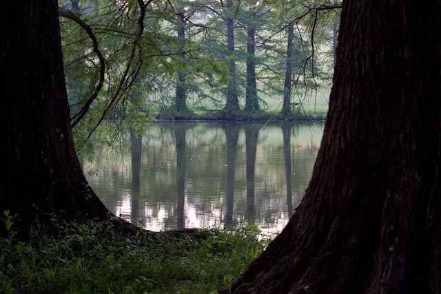 Cypress reflections