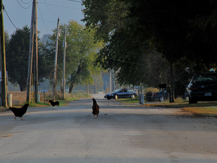 Chicken-Dinner-coming-up.jpg