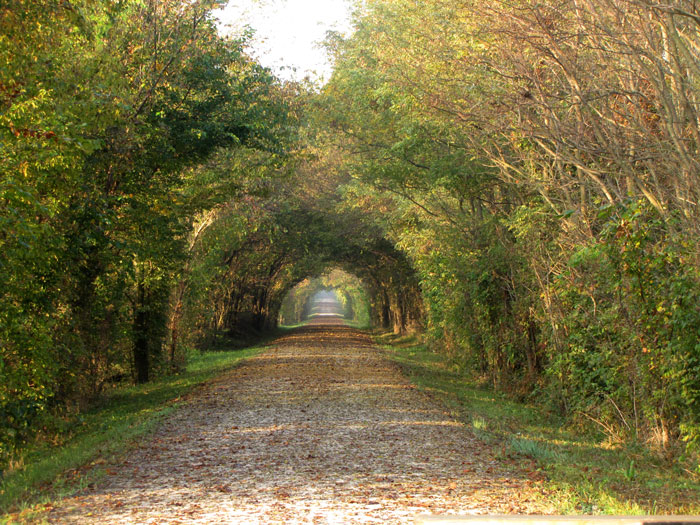 Fall-tunnel.jpg