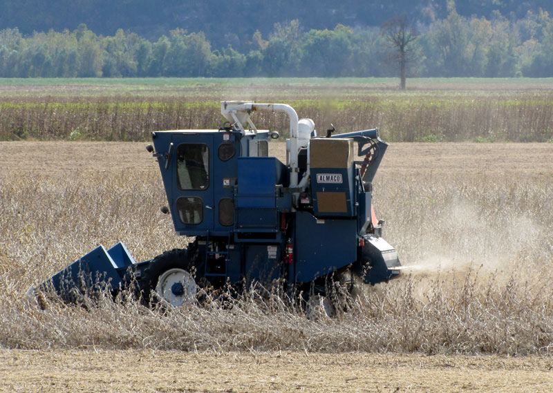 Picking-Soybeans.jpg