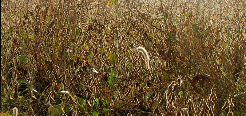 Ready-to-harvest.jpg