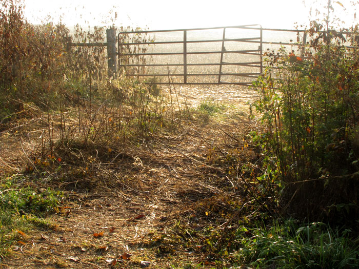 Road-to-fields.jpg