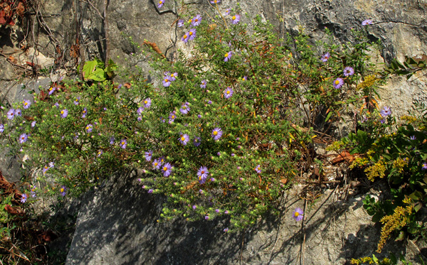Rocky-Blossoms.jpg