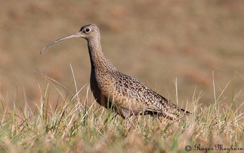 Long-billed Curlew feeding in field