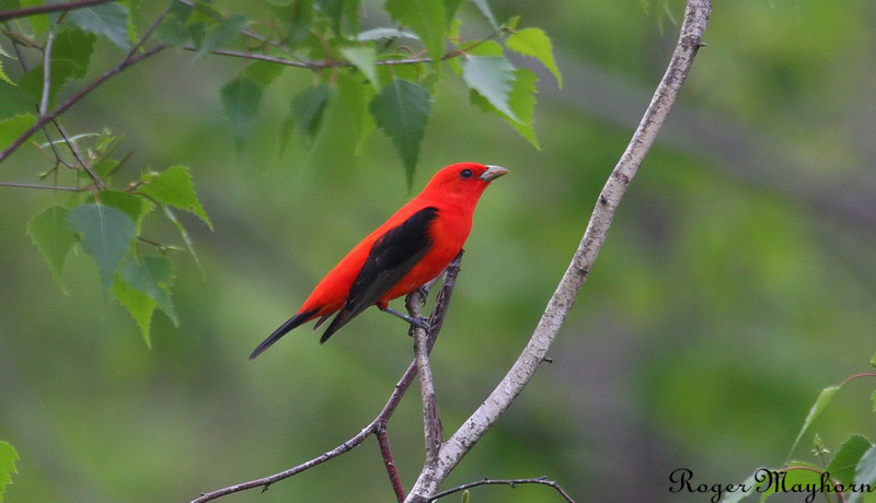 Scarlet Tanager- male