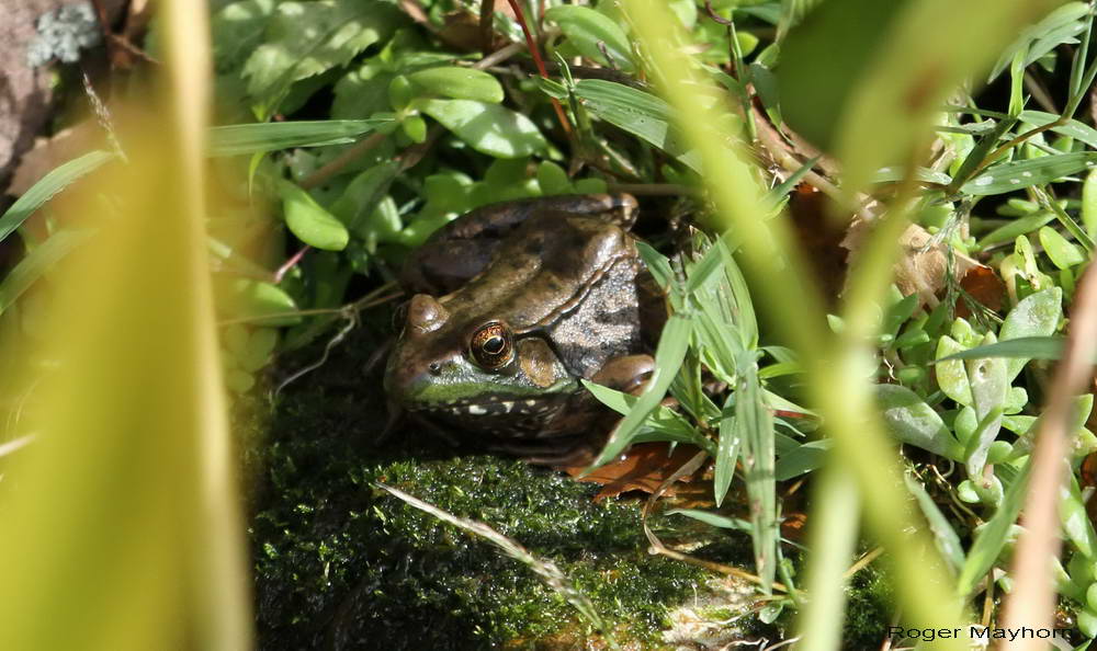 Sunning Green Frog