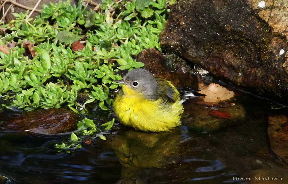 Magnolia Warbler