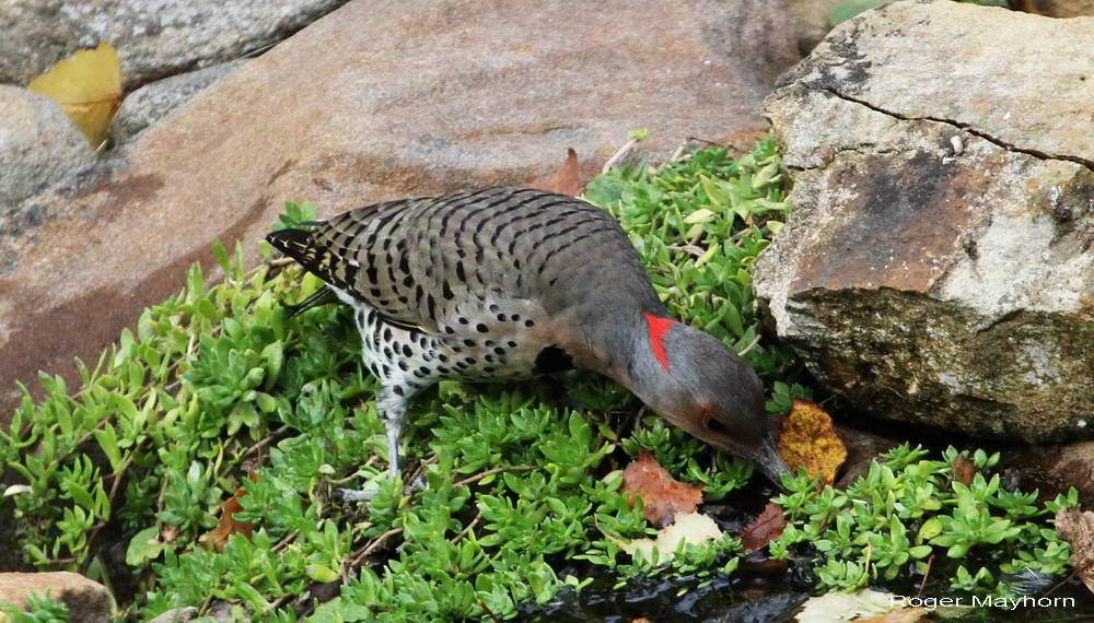 Northern Flicker getting a drink