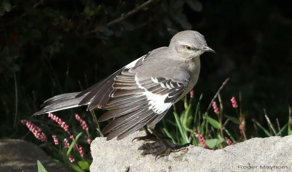 Northern Mockingbird drying wings