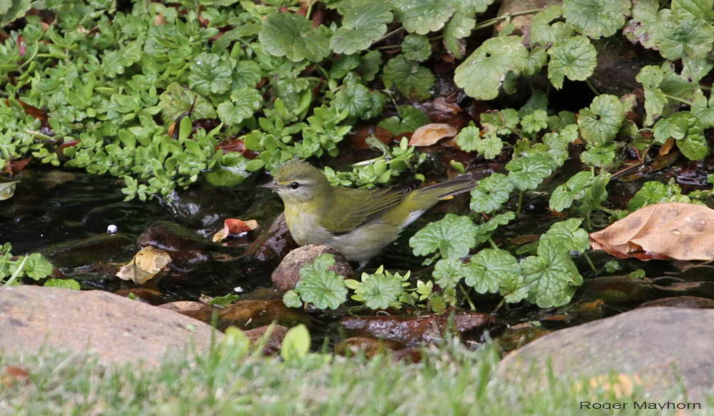  Adult Tennessee Warbler