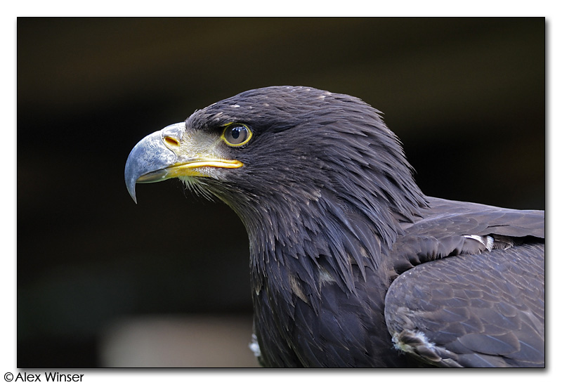 American Bald Eagle