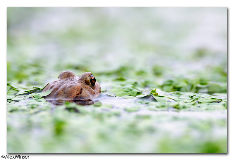 Common Toad