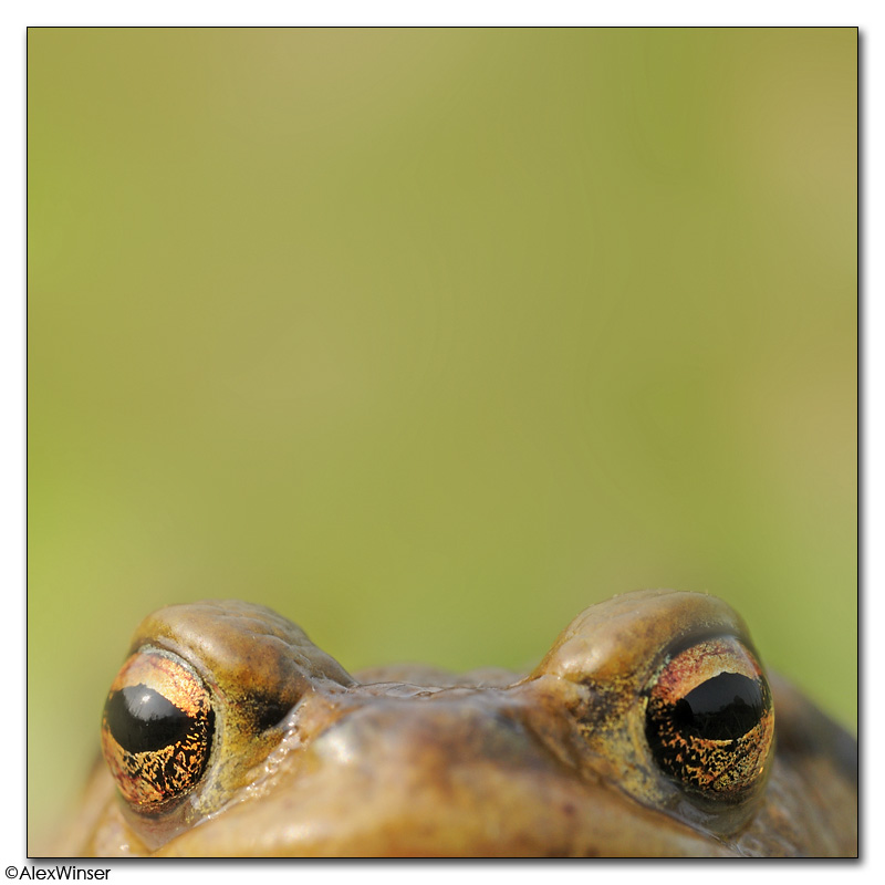 Common Toad
