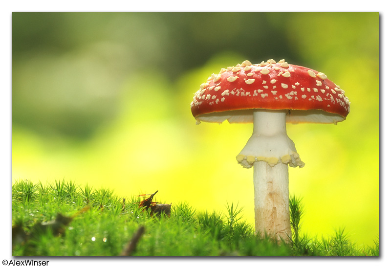 Fly Agaric (Amanita muscaria)