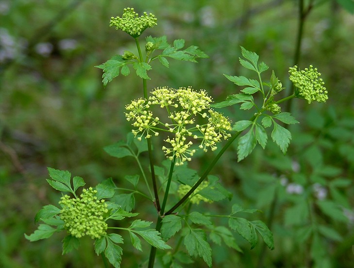 Thaspium trifoliatum