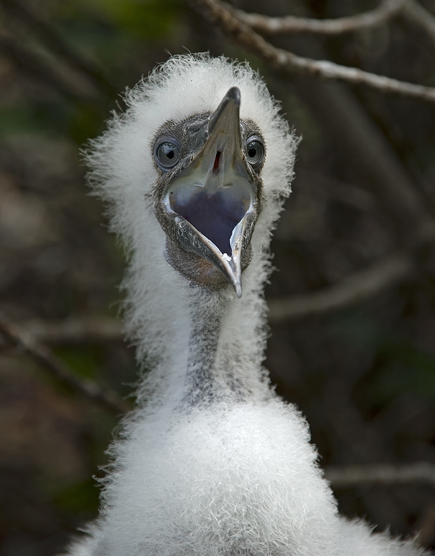hungry Red-footed Booby Bird