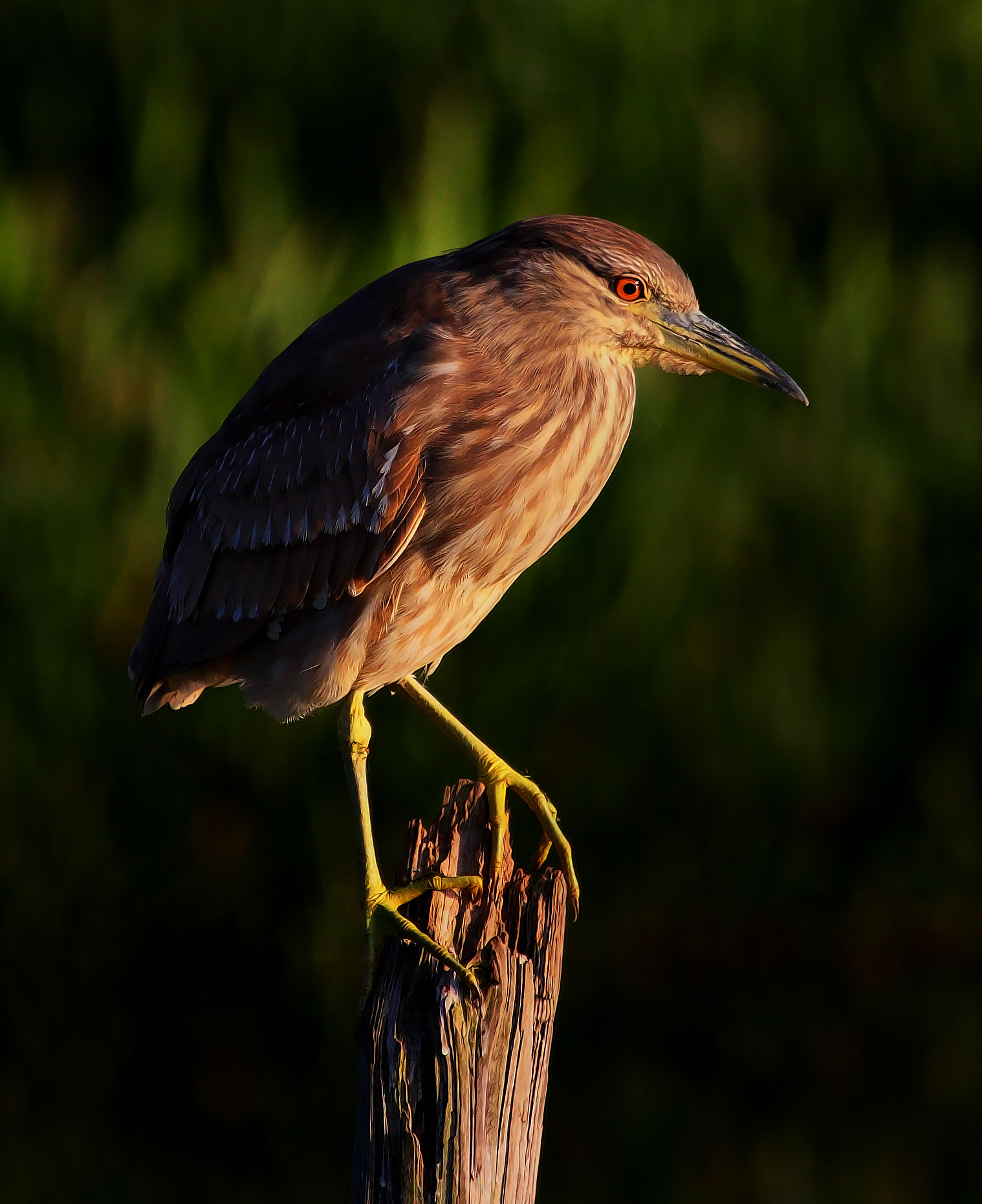 Immature Black Crowned Night Heron