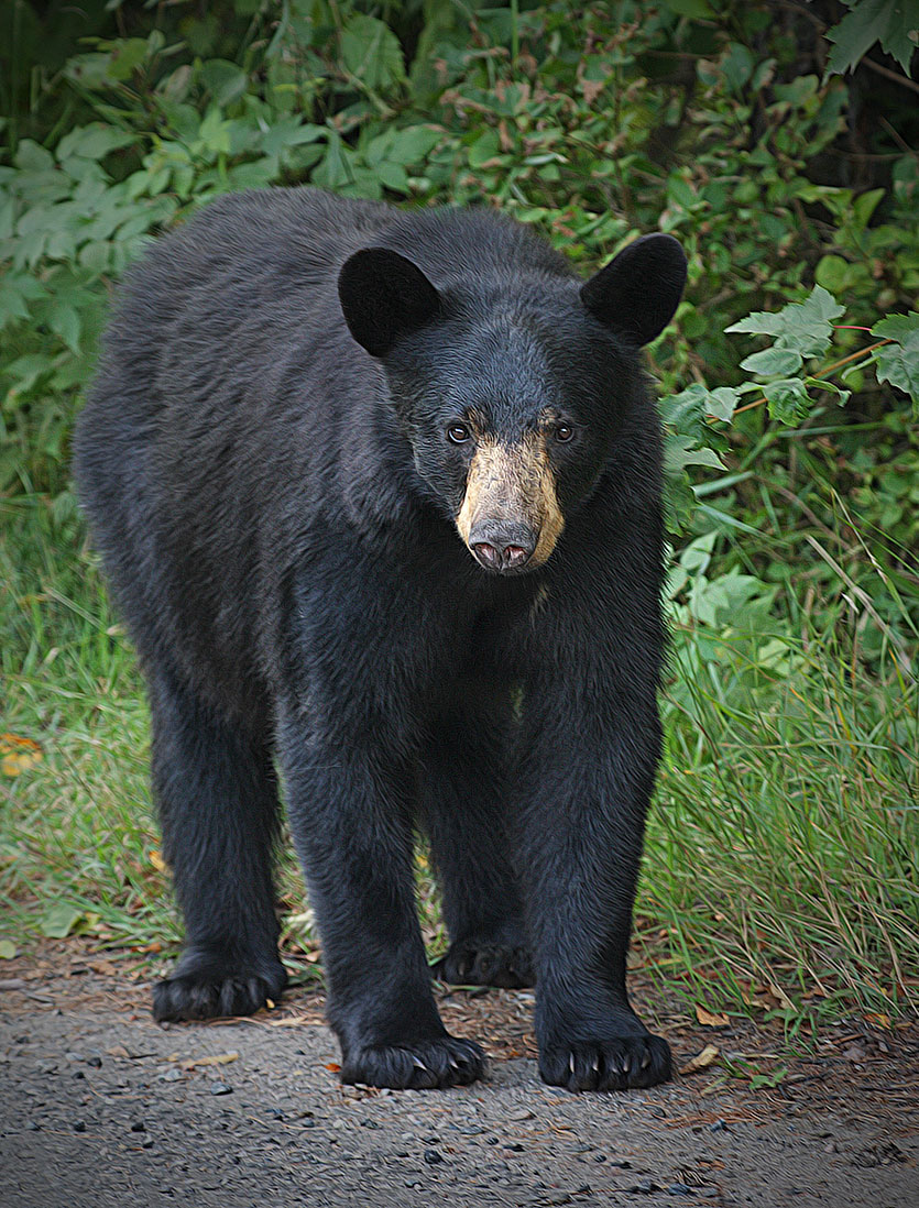 Black Bear Cub