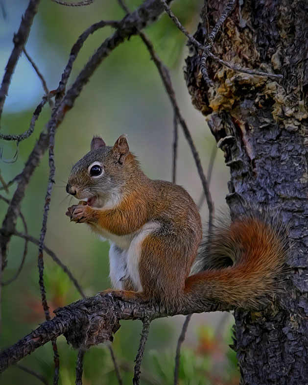 Red Squirrel