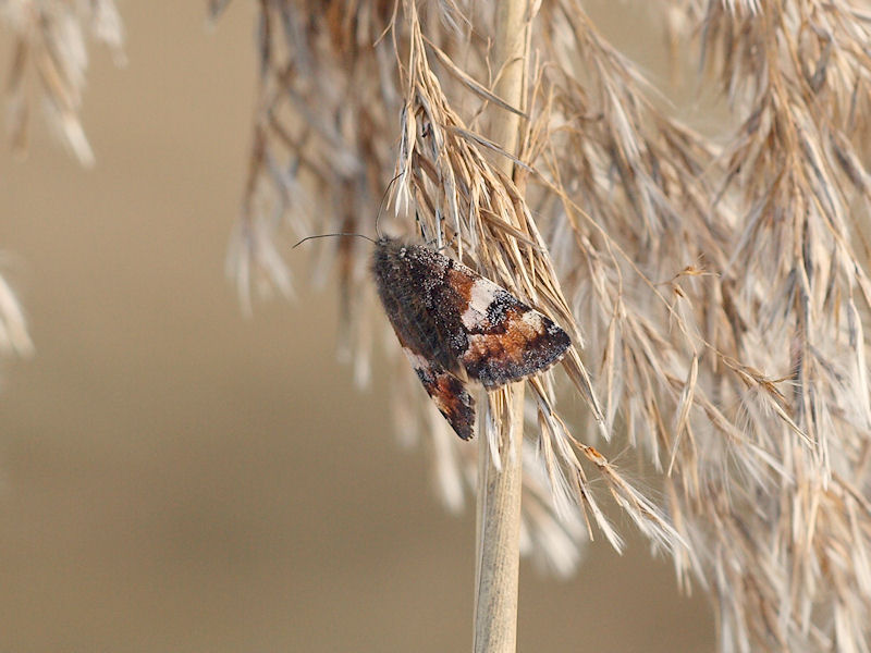 Brun flickfjril - Archiearis parthenias - Orange Underwing