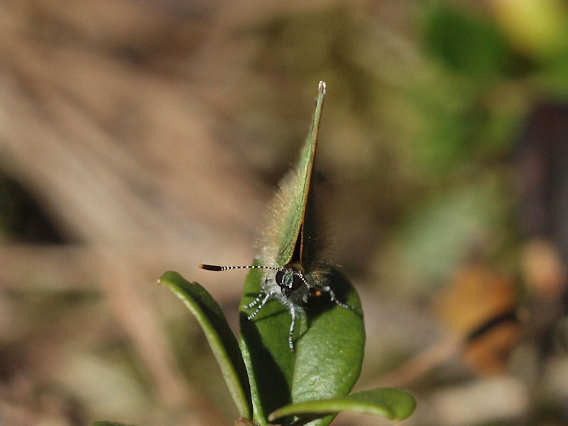 Grnsnabbvinge - Callophrys rubi - Green Hairstreak