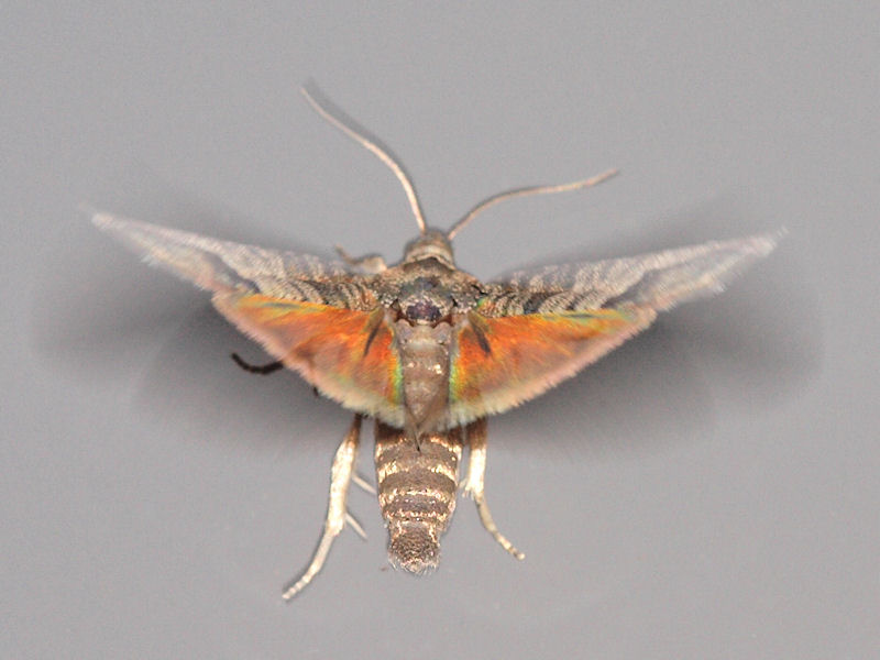 pplevecklare - Cydia pomonella - Codling Moth