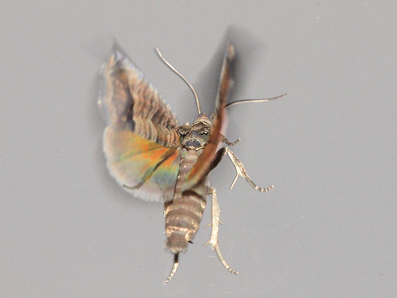 pplevecklare - Cydia pomonella - Codling Moth