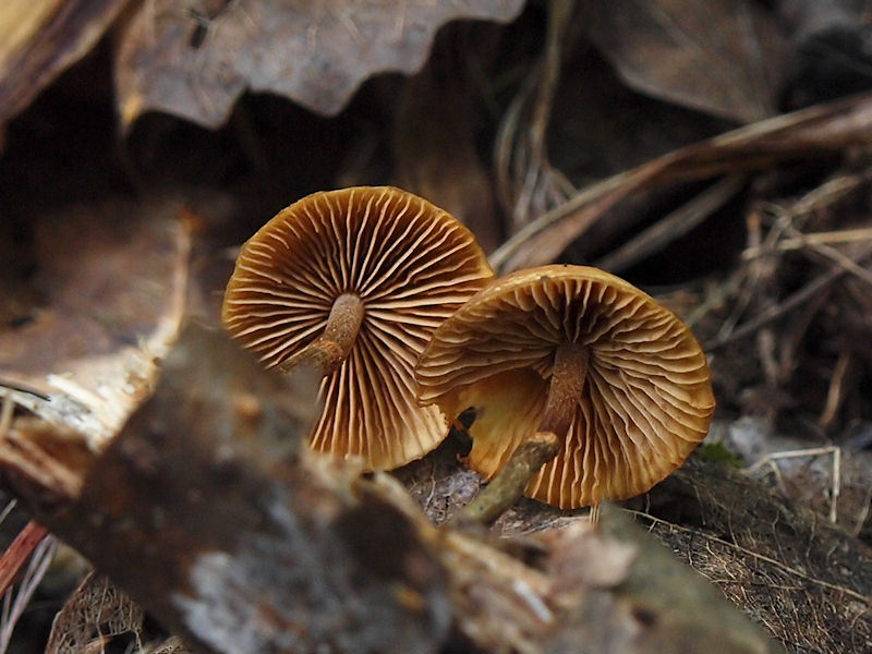 Gifthtting - Galerina marginata