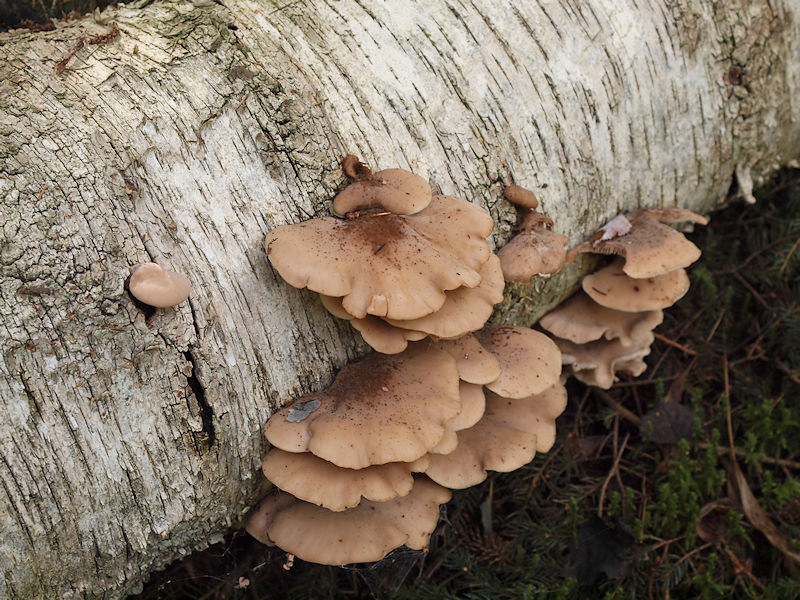 Bvermussling - Lentinellus castoreus