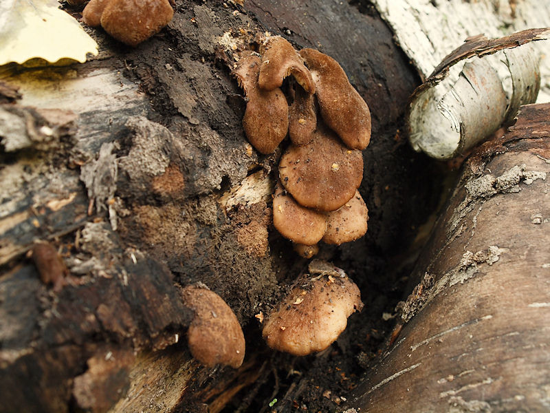 Bjrnmussling - Lentinellus ursinus - Bear Lentinellus