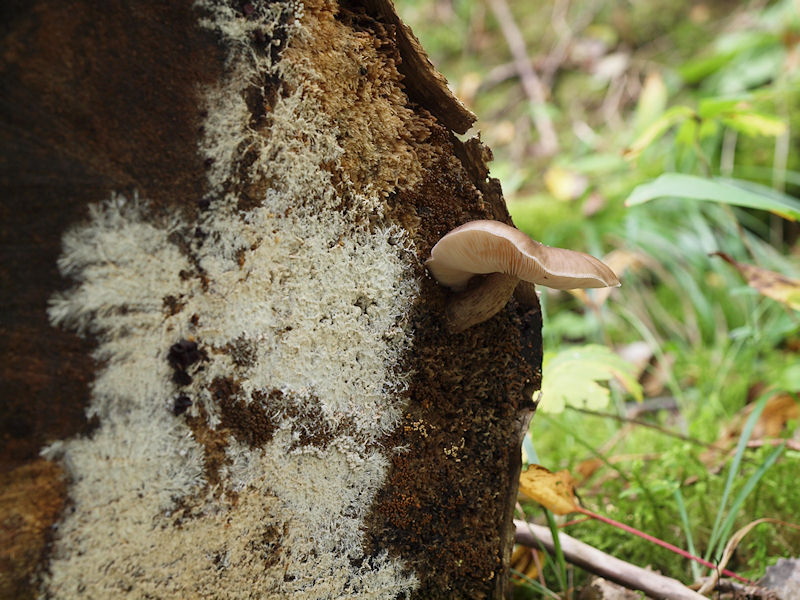 Hjortsklding - Pluteus cervinus - Deer Shield