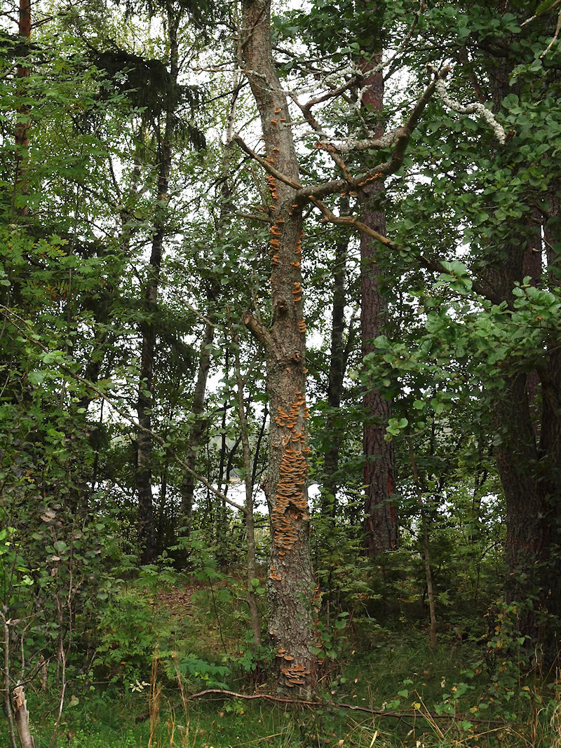Alticka - Inonotus radiatus - Alder bracket