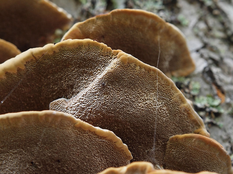 Alticka - Inonotus radiatus - Alder bracket