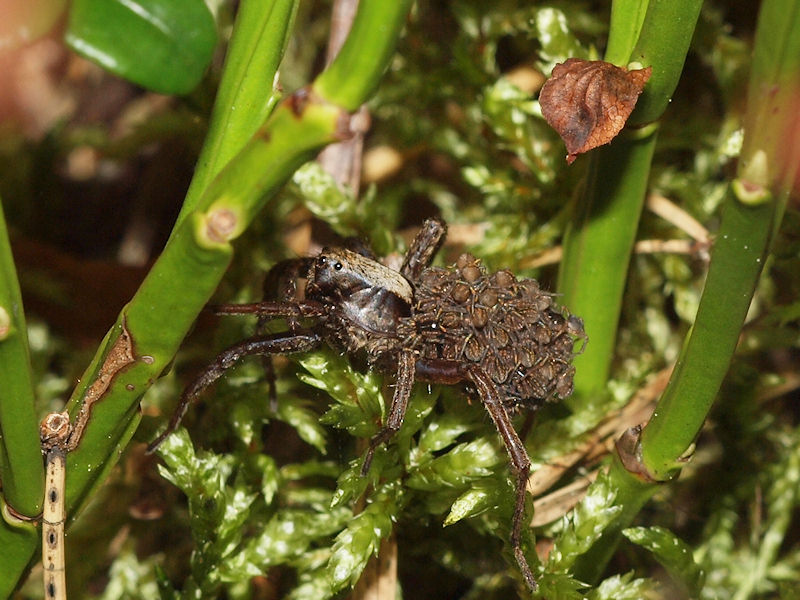 Vargspindel - Lycosidae - Wolf Spider