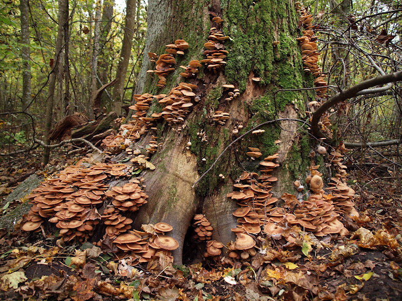 Honungsskivling - Armillaria mellea - Honey Mushroom