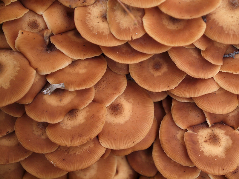 Honungsskivling - Armillaria mellea - Honey Mushroom