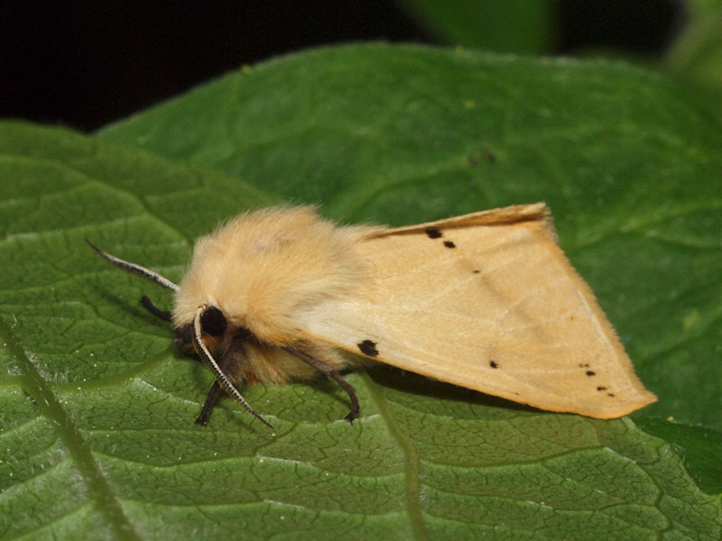 Gul tigerspinnare - Spilosoma luteum - Buff Ermine