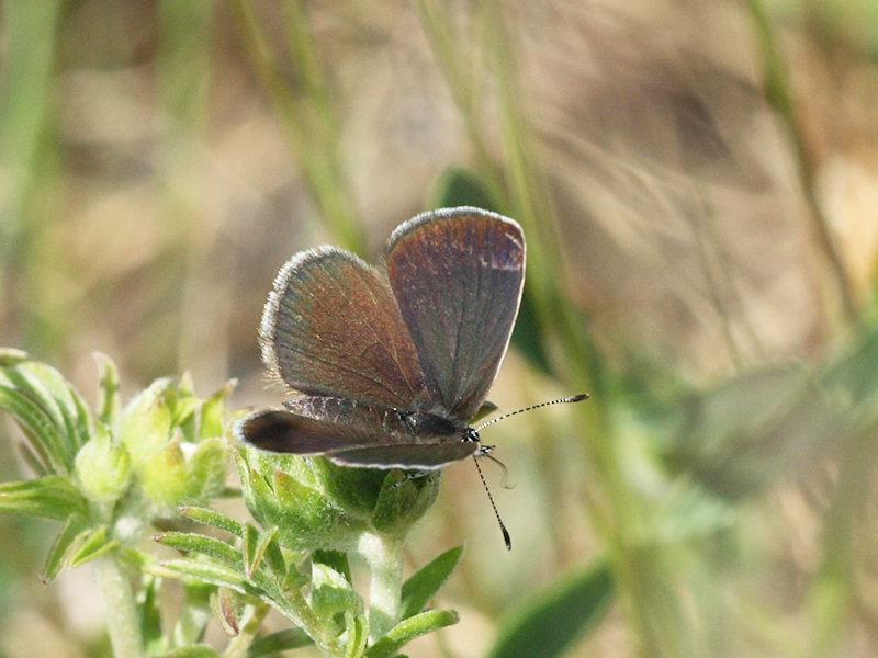 Mindre blvinge - Cupido minimus - Small Blue