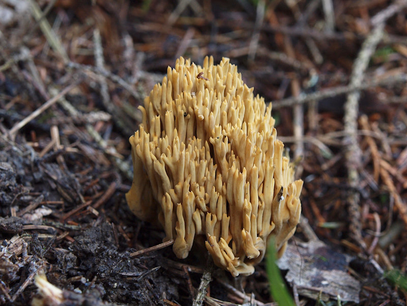 Granfingersvamp - Ramaria eumorpha
