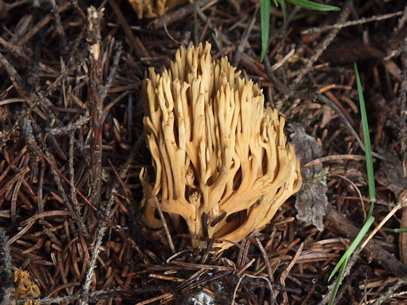 Granfingersvamp - Ramaria eumorpha