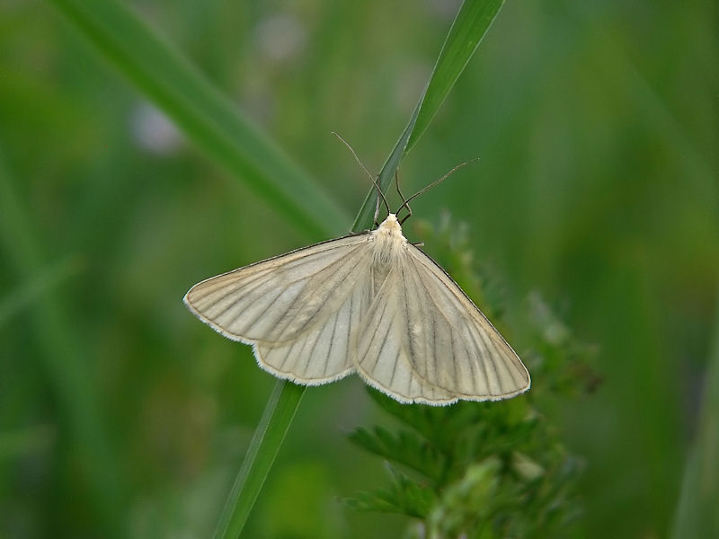 Svartribbad vitvingemtare - Siona lineata - Black-veined Moth