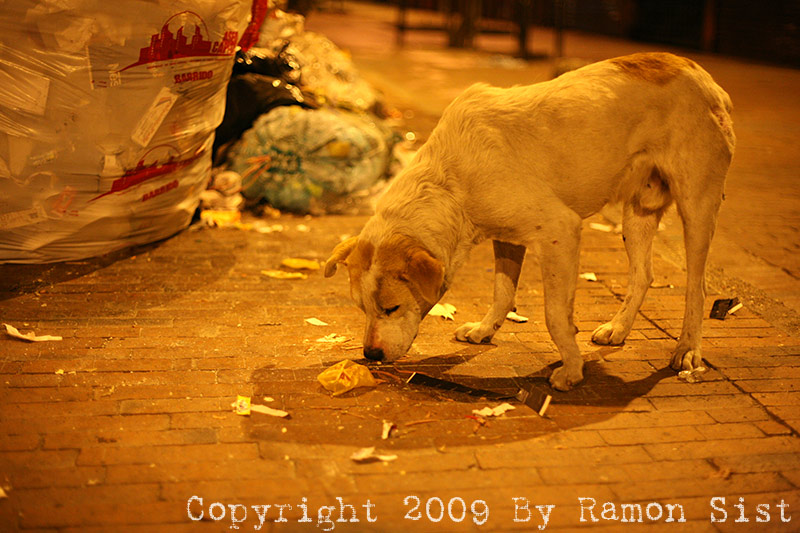 IMG_2517.jpg