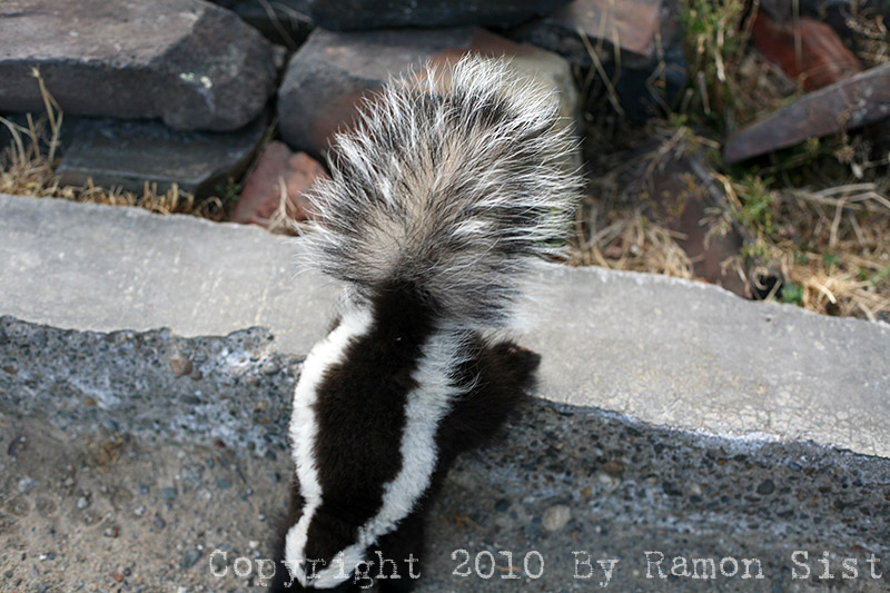 IMG_4364.jpg
