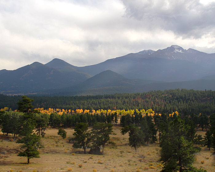 Yellow Band of Aspen