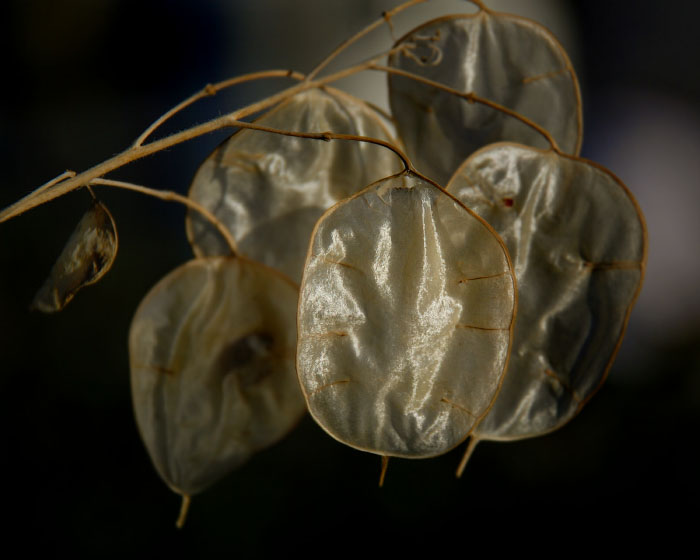Money Plant