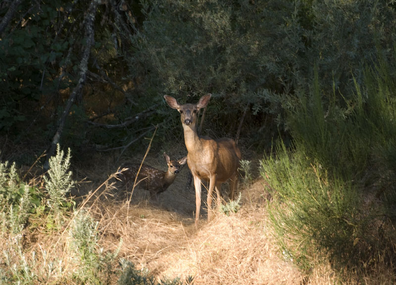 deer_8318.jpg
