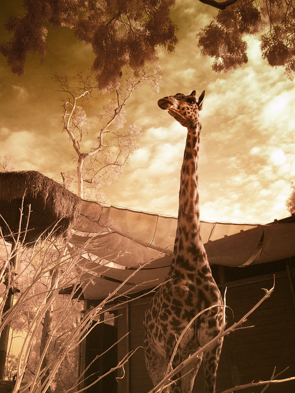 Giraffe 0548