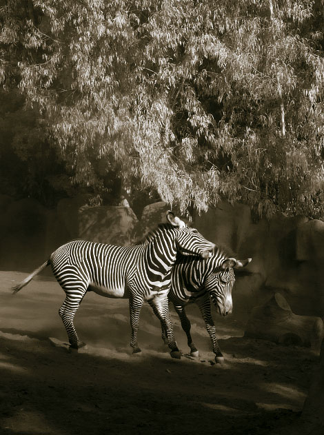 Zebra Play