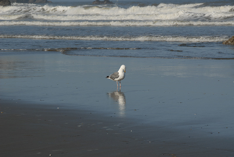 DSC_2611.jpg