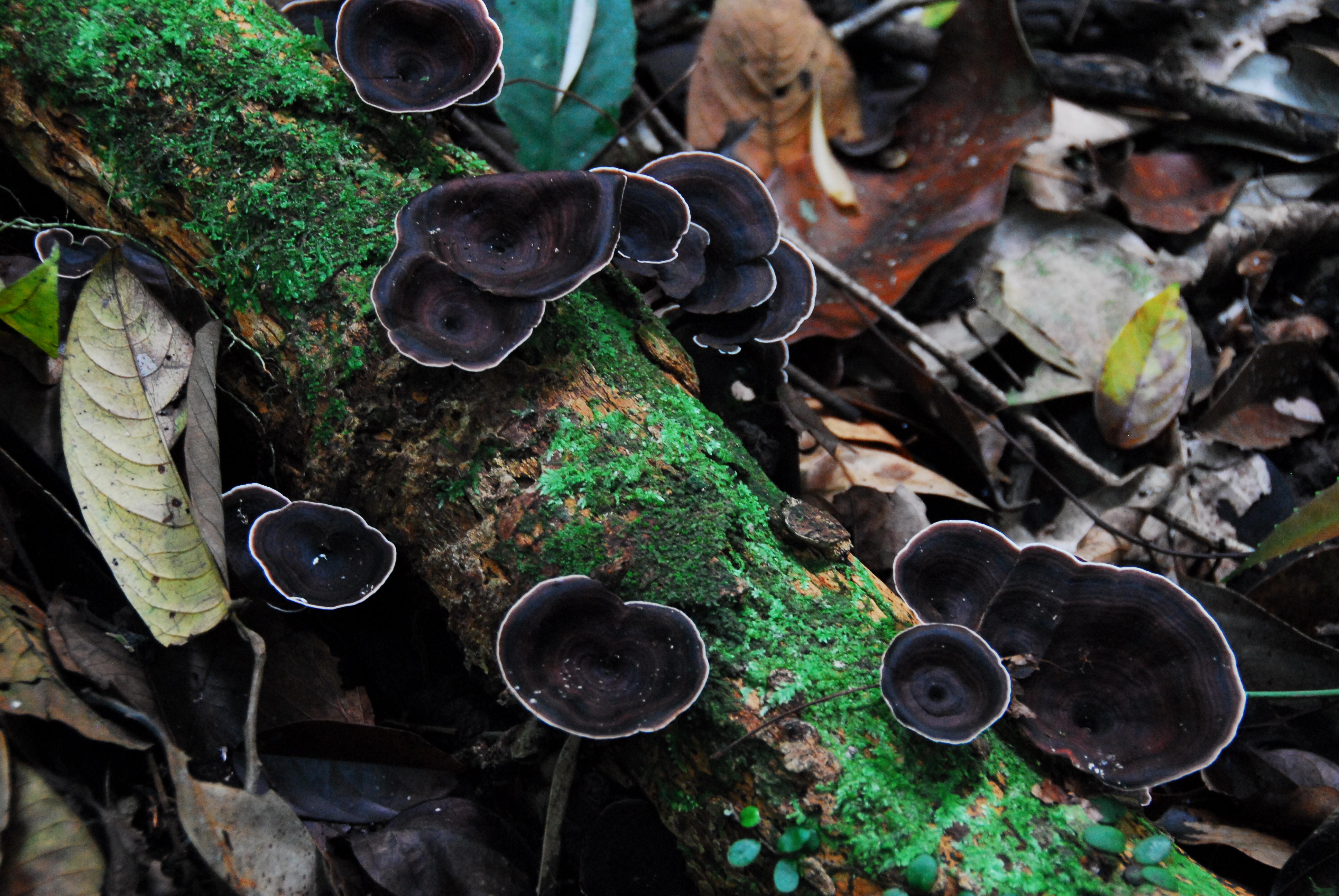 Black Fungi